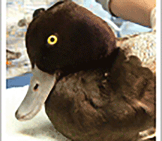 Wildlife Hospital Patient: Don